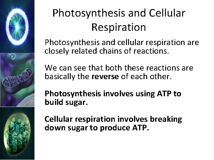 Photosynthesis and Cellular Respiration Photosynthesis and cellular respiration are closely related chains of reactions.