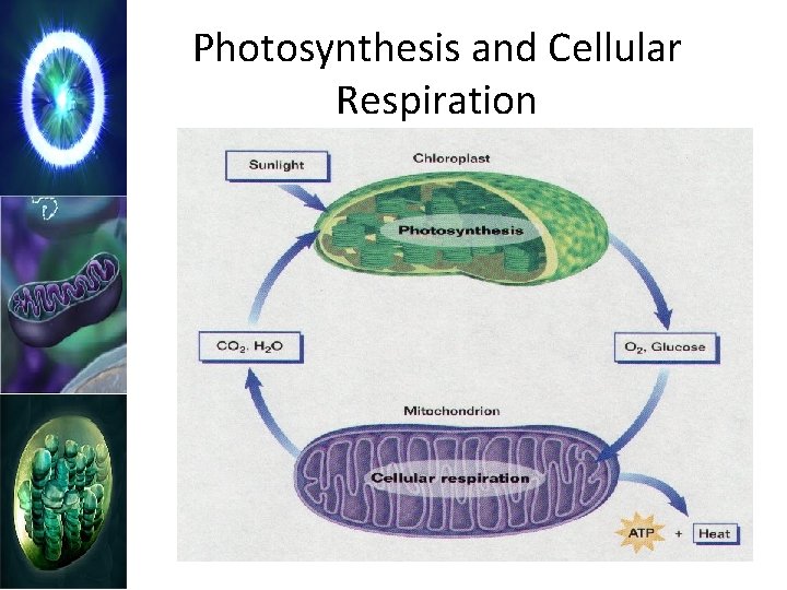 Photosynthesis and Cellular Respiration 