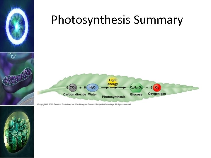 Photosynthesis Summary 