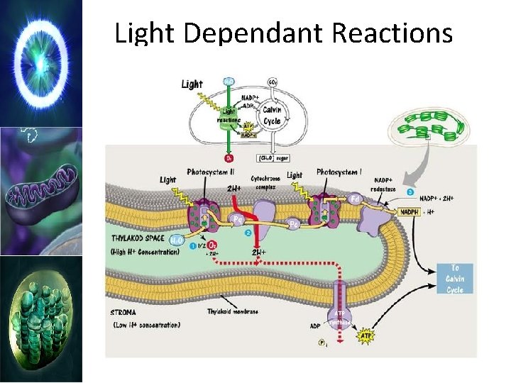 Light Dependant Reactions Photosystem I 