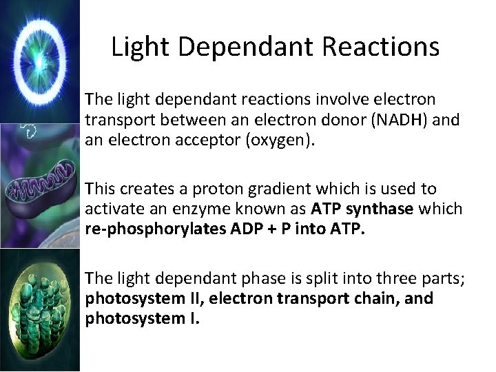 Light Dependant Reactions The light dependant reactions involve electron transport between an electron donor