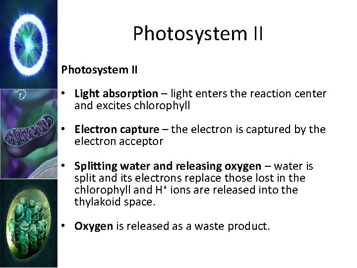 Photosystem II • Light absorption – light enters the reaction center and excites chlorophyll