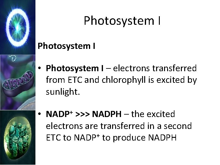 Photosystem I • Photosystem I – electrons transferred from ETC and chlorophyll is excited
