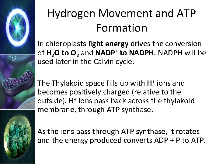 Hydrogen Movement and ATP Formation In chloroplasts light energy drives the conversion of H