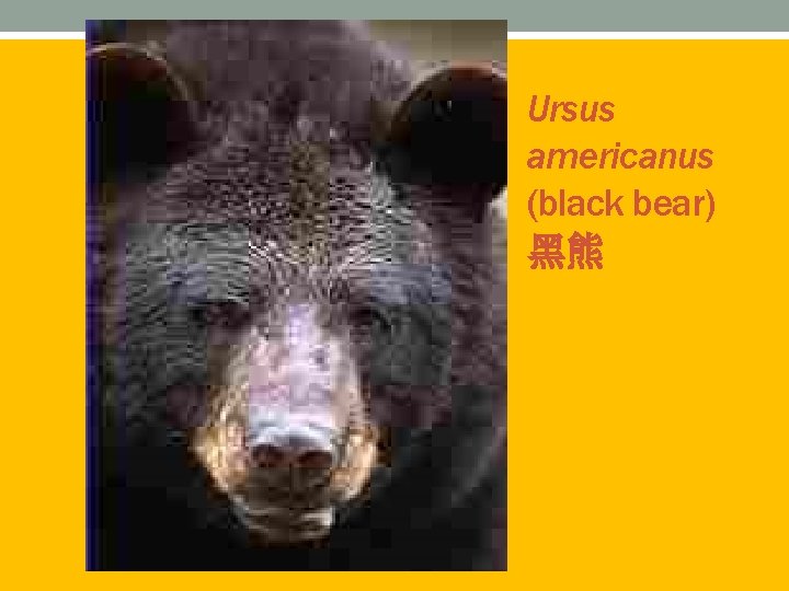Ursus americanus (black bear) 黑熊 