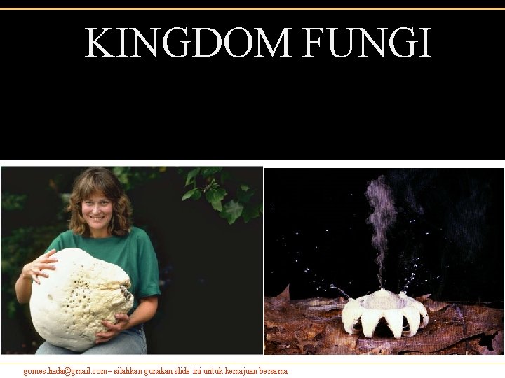 KINGDOM FUNGI gomes. hada@gmail. com– silahkan gunakan slide ini untuk kemajuan bersama KINGDOM FUNGI gomes. hada@gmail. com– silahkan gunakan slide ini untuk kemajuan bersama