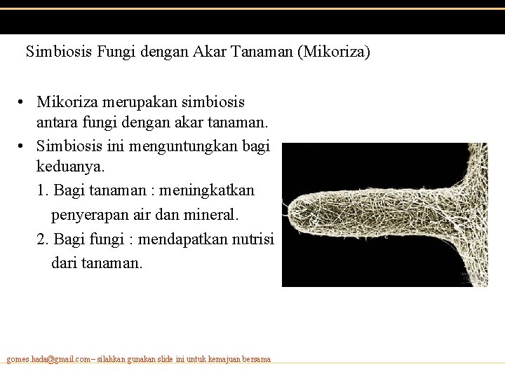 Simbiosis Fungi dengan Akar Tanaman (Mikoriza) • Mikoriza merupakan simbiosis antara fungi dengan akar Simbiosis Fungi dengan Akar Tanaman (Mikoriza) • Mikoriza merupakan simbiosis antara fungi dengan akar