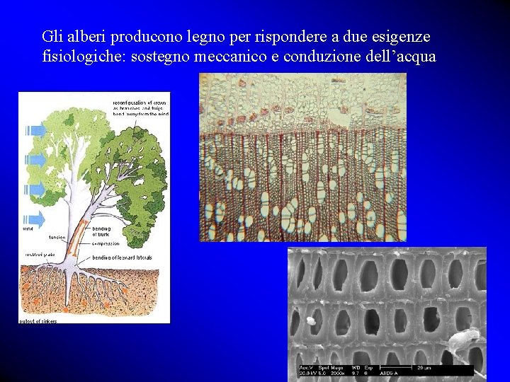 Gli alberi producono legno per rispondere a due esigenze fisiologiche: sostegno meccanico e conduzione