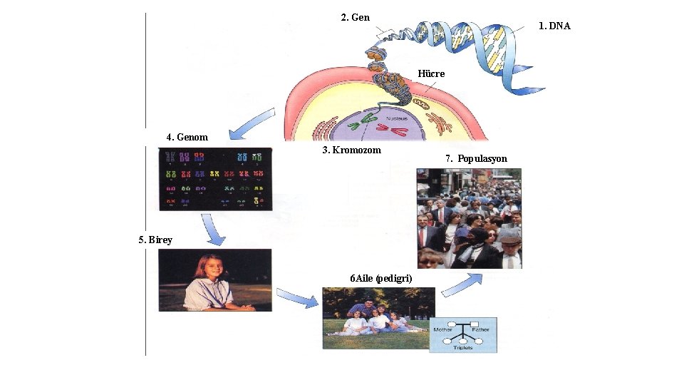 2. Gen 1. DNA Hücre 4. Genom 3. Kromozom 5. Birey 6 Aile (pedigri)