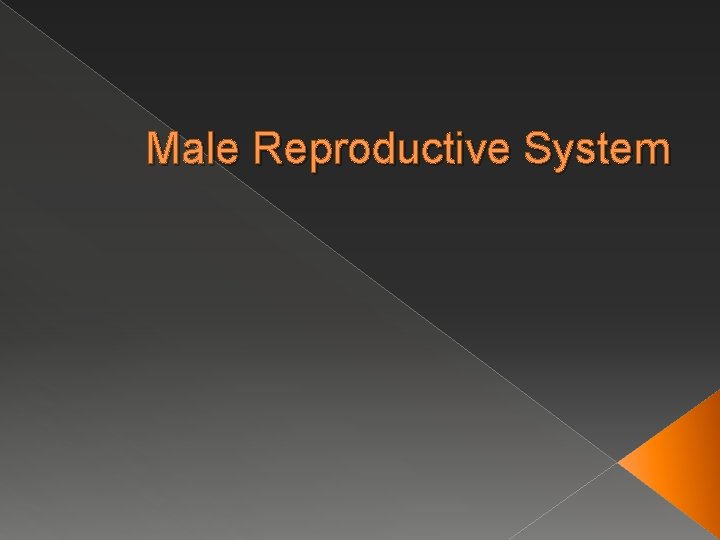 Male Reproductive System 