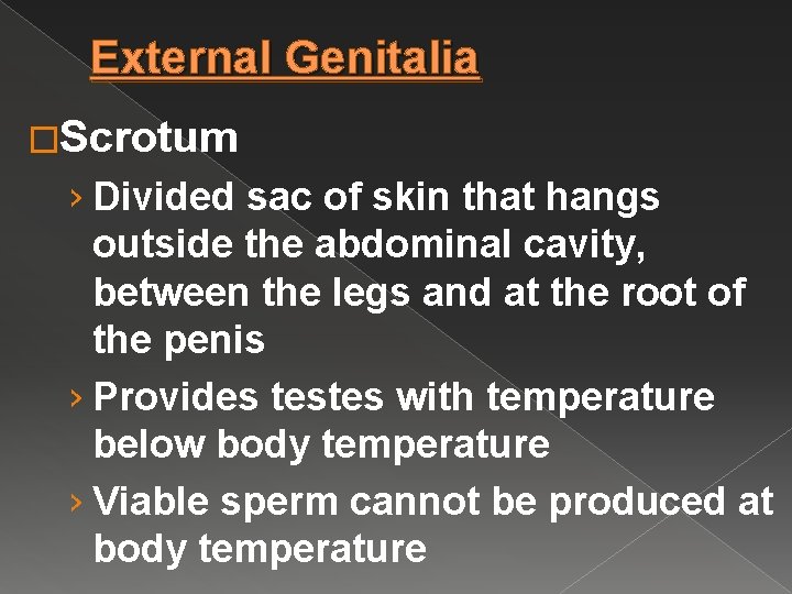 External Genitalia �Scrotum › Divided sac of skin that hangs outside the abdominal cavity,