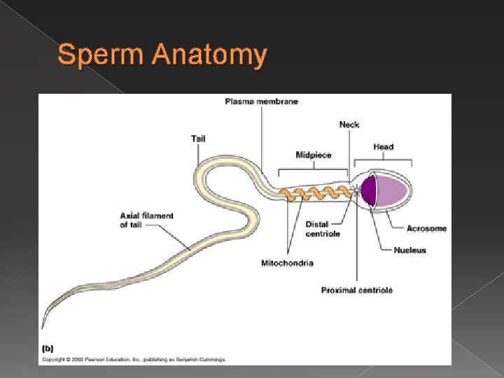 Sperm Anatomy 