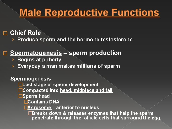 Male Reproductive Functions � Chief Role › Produce sperm and the hormone testosterone �