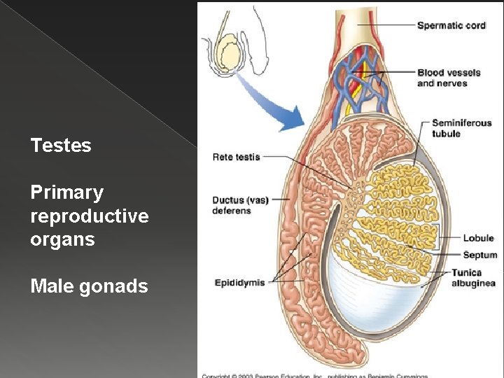 Testes Primary reproductive organs Male gonads 