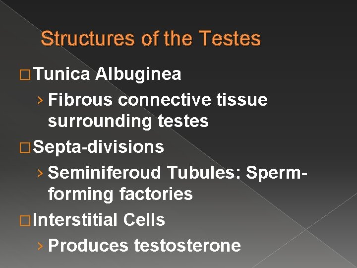 Structures of the Testes � Tunica Albuginea › Fibrous connective tissue surrounding testes �