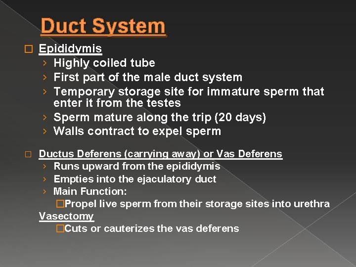 Duct System � Epididymis › Highly coiled tube › First part of the male