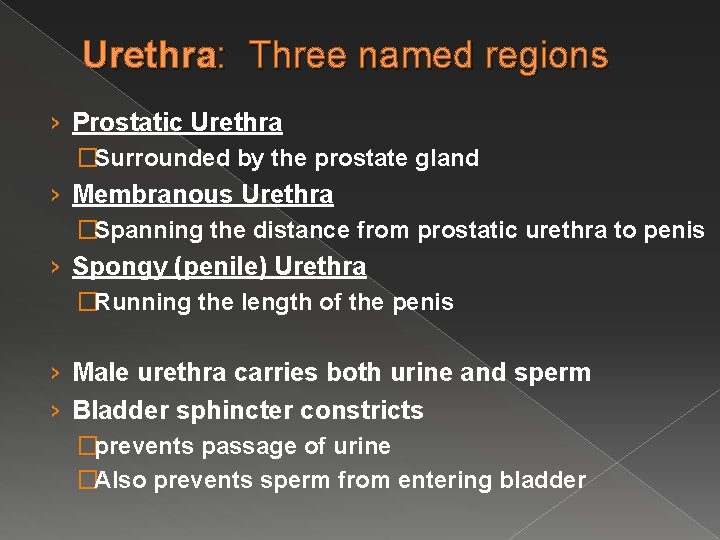 Urethra: Three named regions › Prostatic Urethra �Surrounded by the prostate gland › Membranous