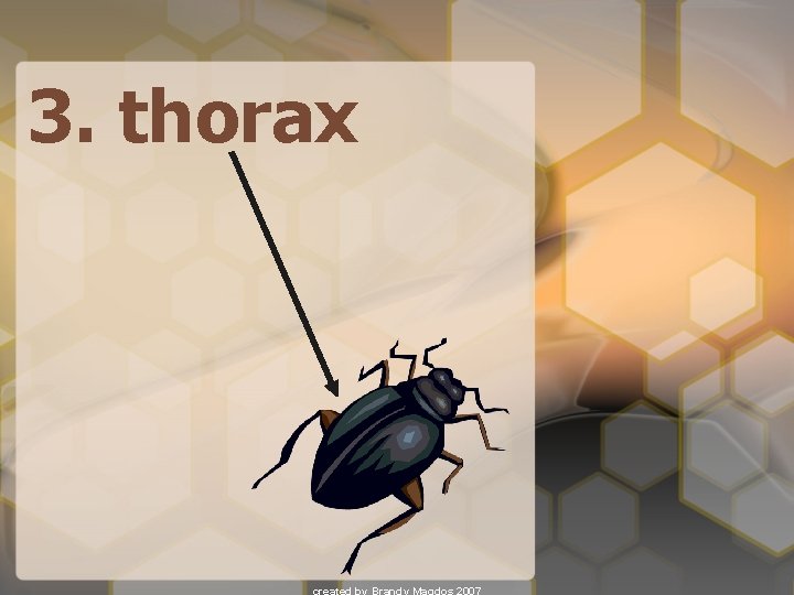 3. thorax 