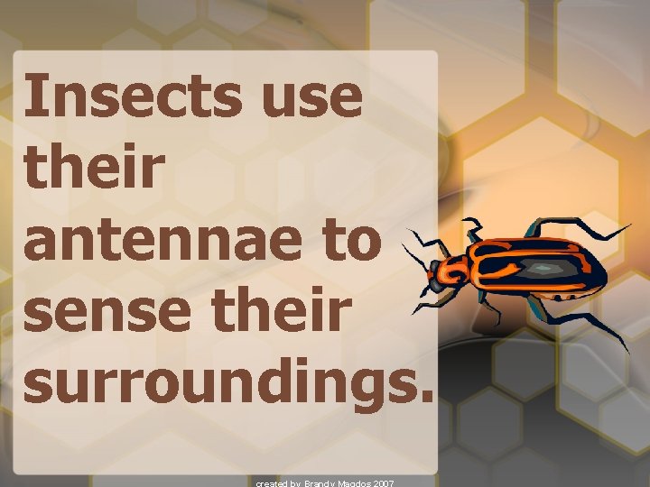 Insects use their antennae to sense their surroundings. 