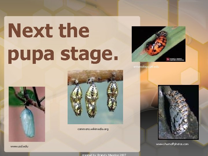 Next the pupa stage. entomology. unl. edu commons. wikimedia. org www. usd. edu www.