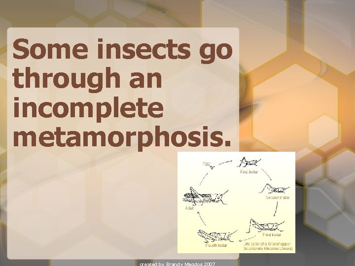 Some insects go through an incomplete metamorphosis. 