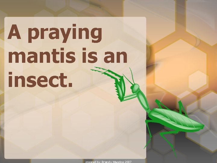A praying mantis is an insect. 