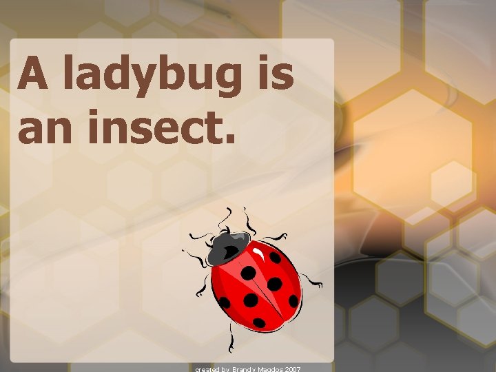 A ladybug is an insect. 