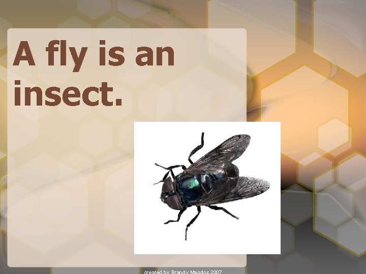 A fly is an insect. 