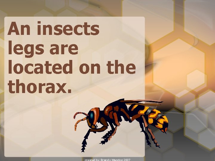 An insects legs are located on the thorax. 