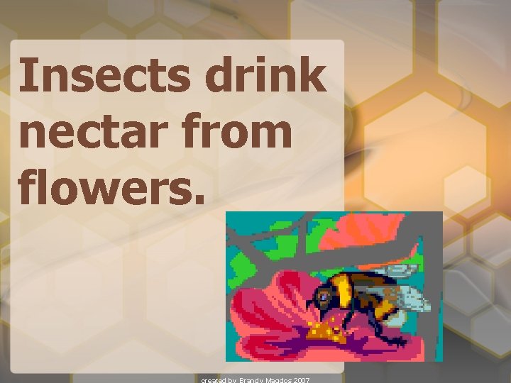 Insects drink nectar from flowers. 