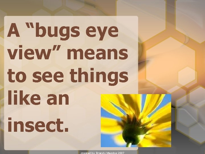 A “bugs eye view” means to see things like an insect. 