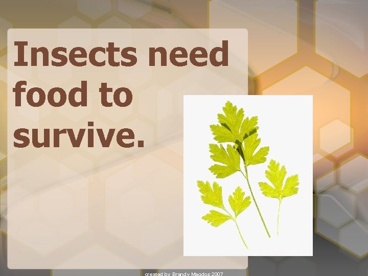 Insects need food to survive. 