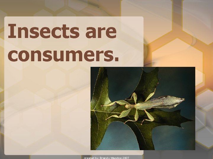 Insects are consumers. 