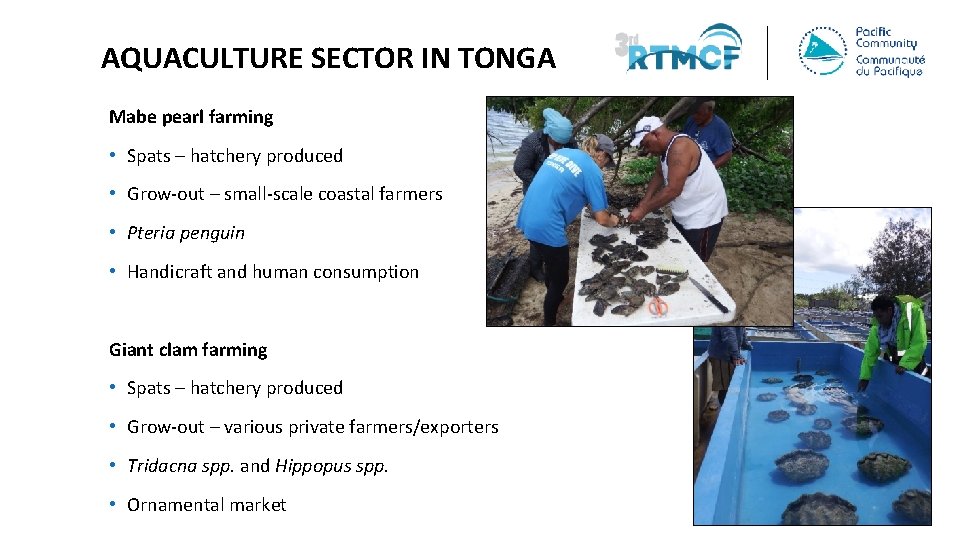 AQUACULTURE SECTOR IN TONGA Mabe pearl farming • Spats – hatchery produced • Grow-out