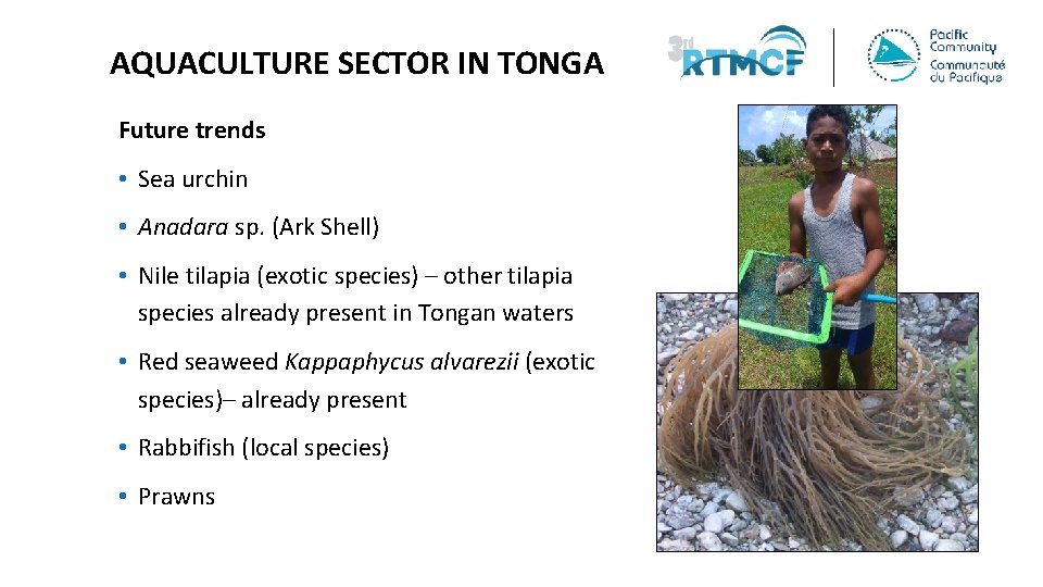 AQUACULTURE SECTOR IN TONGA Future trends • Sea urchin • Anadara sp. (Ark Shell)