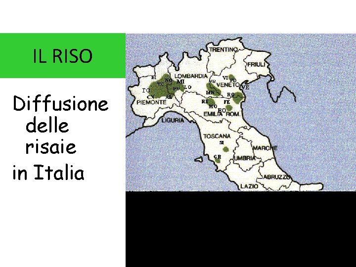 IL RISO Diffusione delle risaie in Italia C. B. 08/09 3 