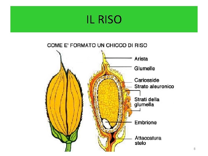 IL RISO • C. B. 08/09 8 