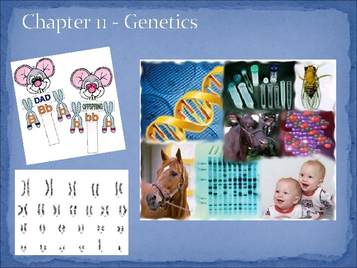 Chapter 11 Genetics What is Genetics The scientific
