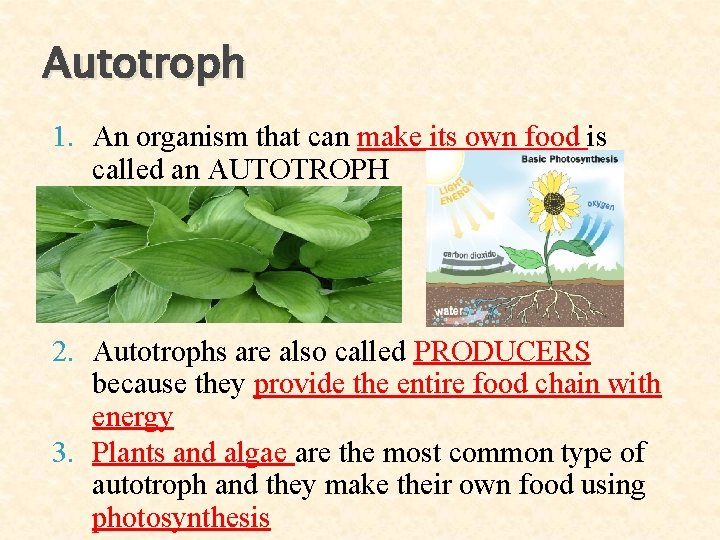 Autotroph 1. An organism that can make its own food is called an AUTOTROPH Autotroph 1. An organism that can make its own food is called an AUTOTROPH