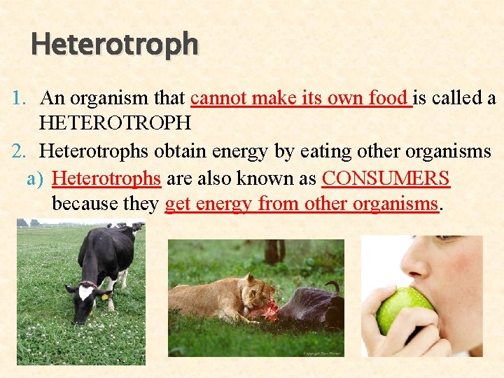 Heterotroph 1. An organism that cannot make its own food is called a HETEROTROPH Heterotroph 1. An organism that cannot make its own food is called a HETEROTROPH