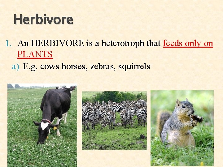 Herbivore 1. An HERBIVORE is a heterotroph that feeds only on PLANTS a) E. Herbivore 1. An HERBIVORE is a heterotroph that feeds only on PLANTS a) E.