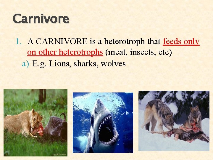 Carnivore 1. A CARNIVORE is a heterotroph that feeds only on other heterotrophs (meat, Carnivore 1. A CARNIVORE is a heterotroph that feeds only on other heterotrophs (meat,