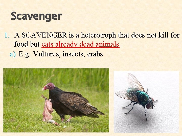 Scavenger 1. A SCAVENGER is a heterotroph that does not kill for food but Scavenger 1. A SCAVENGER is a heterotroph that does not kill for food but