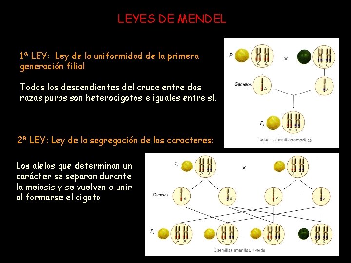 LEYES DE MENDEL 1ª LEY: Ley de la uniformidad de la primera generación filial
