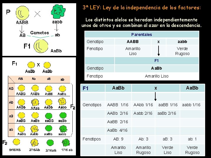 3ª LEY: Ley de la independencia de los factores: Los distintos alelos se heredan