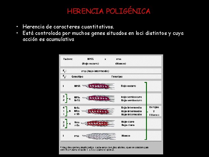 HERENCIA POLIGÉNICA • Herencia de caracteres cuantitativos. • Está controlada por muchos genes situados
