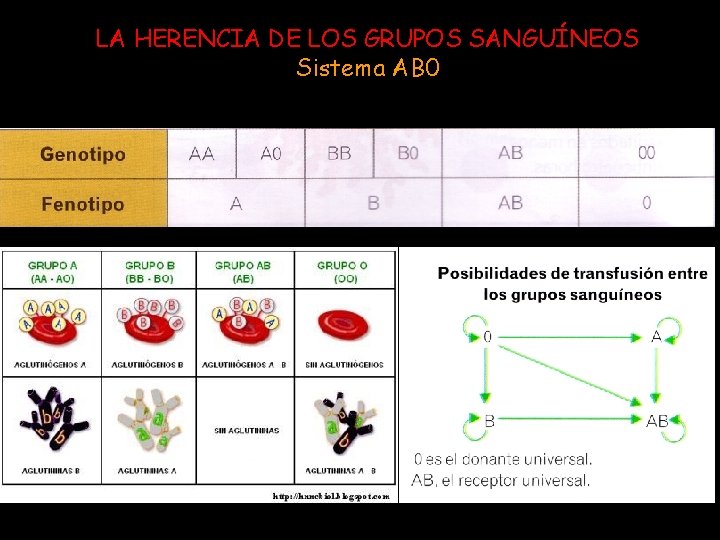 LA HERENCIA DE LOS GRUPOS SANGUÍNEOS Sistema AB 0 