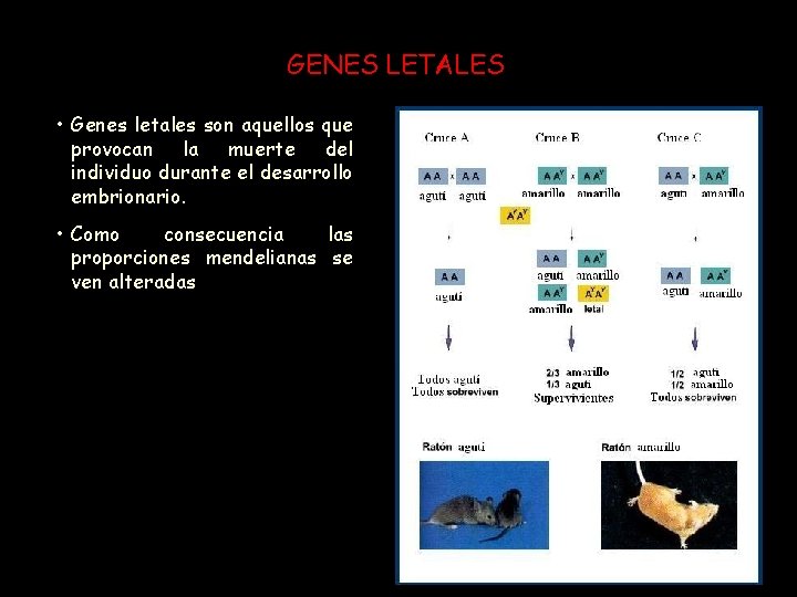 GENES LETALES • Genes letales son aquellos que provocan la muerte del individuo durante