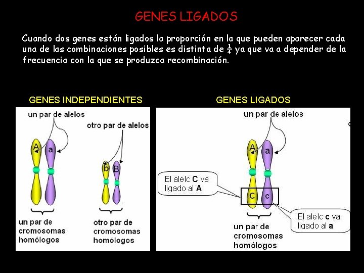 GENES LIGADOS Cuando dos genes están ligados la proporción en la que pueden aparecer