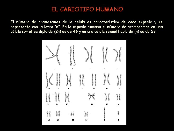 EL CARIOTIPO HUMANO El número de cromosomas de la célula es característico de cada